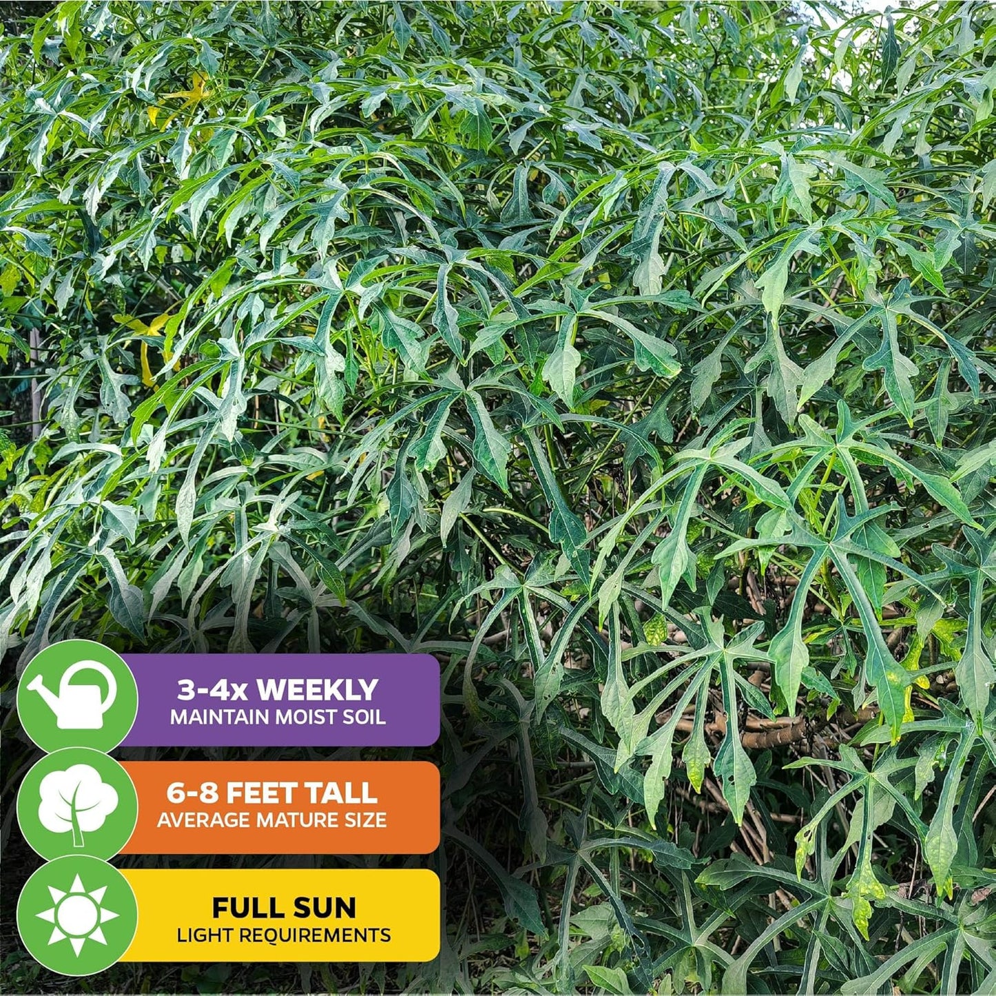 Chief Kubo's Prize South Sea Salad Tree (BeLe Tree) - Abelmoschus Manihot - Wellspring Gardens Starter Plant - Vegetable Plant Live - Ideal for Indoor & Outdoor Growing for Garden