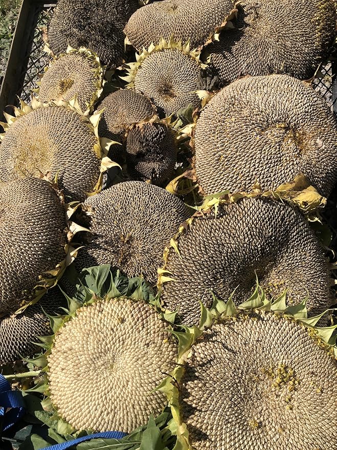 Organic Giant Sunflower Seeds (Helianthus annuus), 50 Seeds (12 Grams) - Cut Flower, Edible Seeds, Survival Food