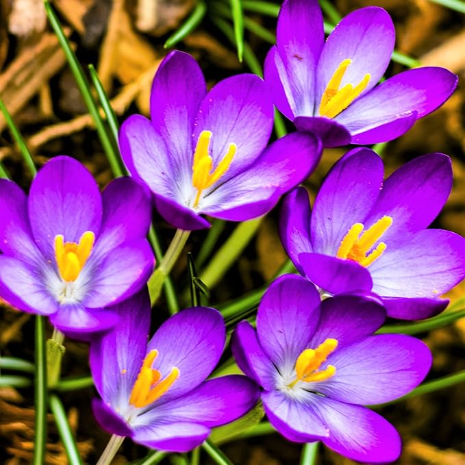 Easy to Grow Crocus Flower Record 20 Plant Bulbs - Violet Purple Flowers in Early Spring, Full Sun Outdoor Zones 3-8