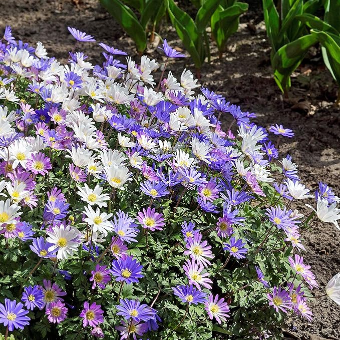 Easy to Grow Anemone Blanda Flutter Mix 60 Plant Bulbs - Blue, Pink, & White Flowers in Spring Outdoor, Full to Partial Sun