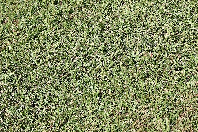 Centipede Grass Seed for a Dense Green Lawn, NO Mulch, 1 lb Coated Seeds, Sun and Moderate Shade Tolerant Lawn Seeding and Turf Patch Repair, Southern Southeast US, Low Fertilizer Low Maintenance