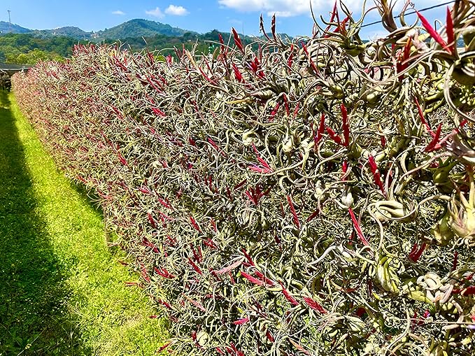 Air Plants - Flowering Tillandsia Caput Medusae, Large 5-7" - 2ct - Live Arrival Guaranteed - House Plants for Home Decor & Gift