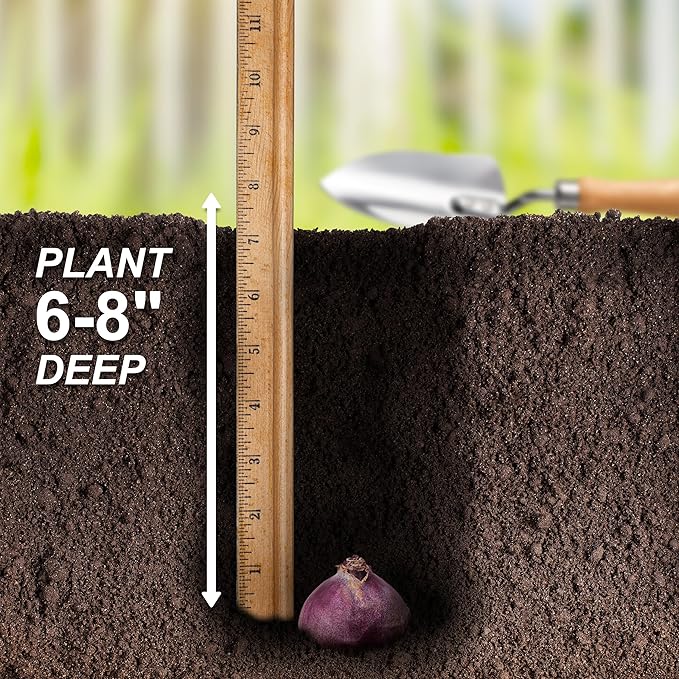 Garden State Bulb Pink Mix Hyacinth Flower Bulbs, 14/15cm, Fragrant, Fall Planting (Bag of 50)