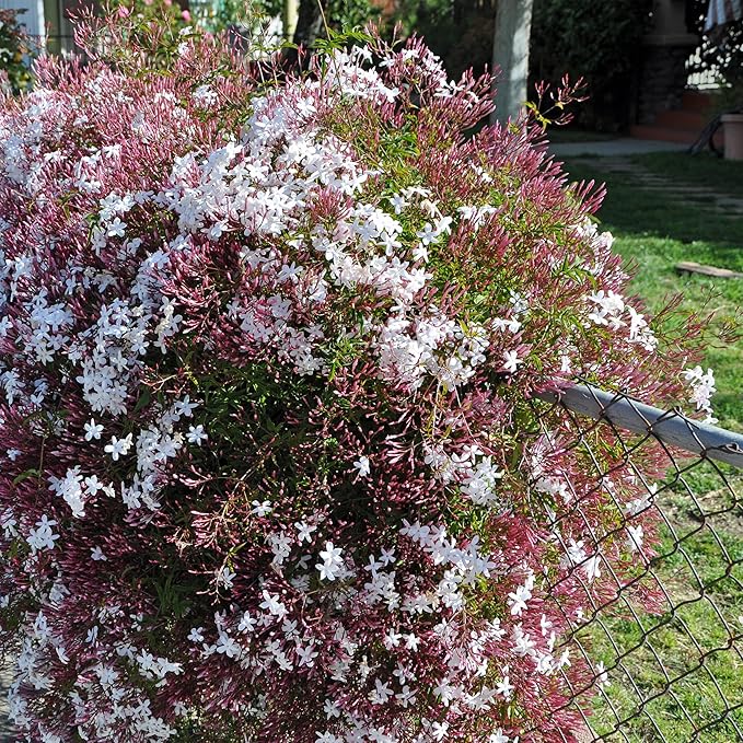 Pink Jasmine Vine - Jasminum Polyanthum - Fragrant & Blooming, Perfect for Indoor/Outdoor Decor (4 Pink jas Cups)