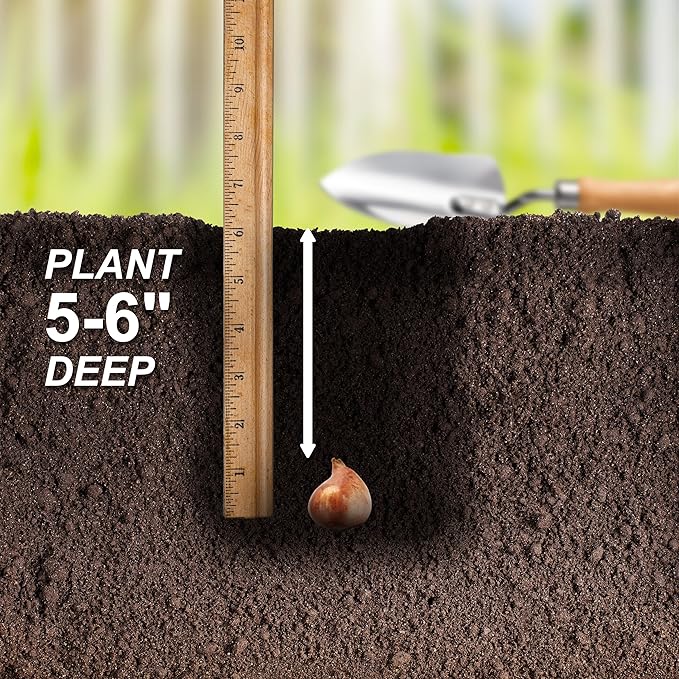 Garden State Bulb Triumph Candy Cane Mix Tulip Flower Bulbs, 12/+ cm, Fall Planting (Bag of 50)