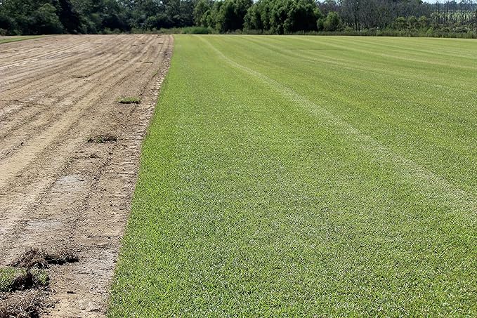 Centipede Grass Seed 5 Pound