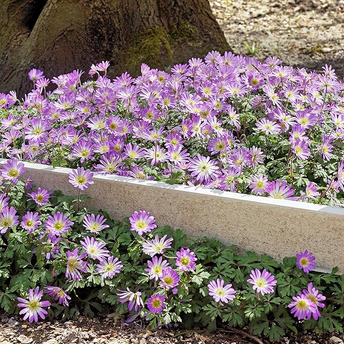 Easy to Grow Anemone Blanda Pink Shades 20 Plant Bulbs - Pink Flowers in Spring Outdoor, Full Sun