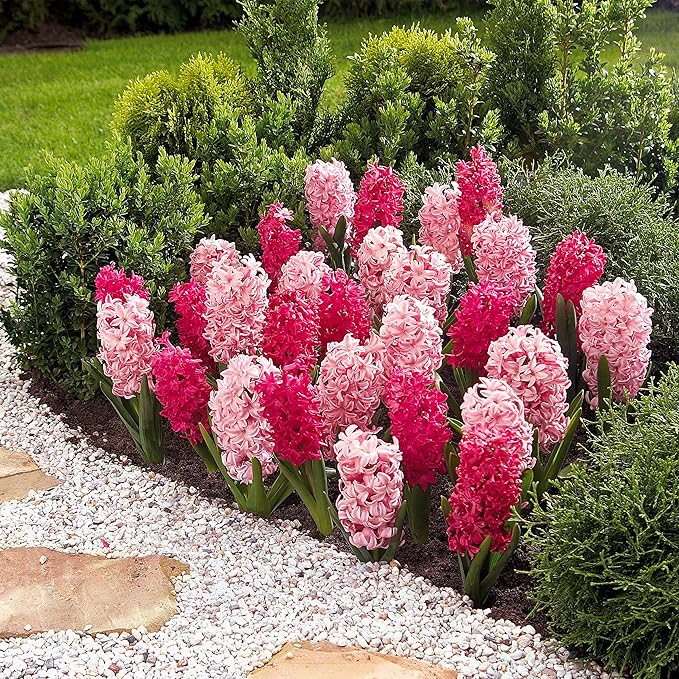Garden State Bulb Pink Mix Hyacinth Flower Bulbs, 14/15cm, Fragrant, Fall Planting (Bag of 50)