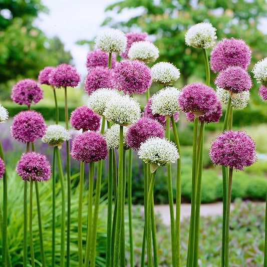 Garden State Bulb Wild About Mixed Allium Flower Bulbs, 10/12cm, Fall Planting (Bag of 50)