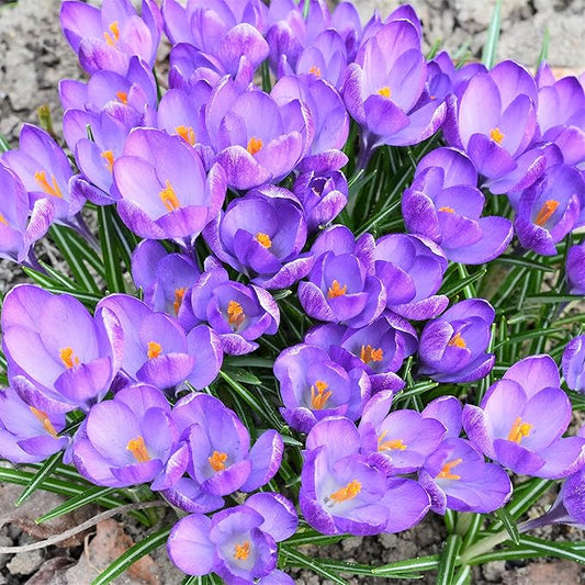 Easy to Grow Crocus Sativus Saffron Crocus 60 Plant Bulbs - Purple Flowers in Fall, Full Sun Outdoor Zones 6-9, Grow The Most Expensive Spice
