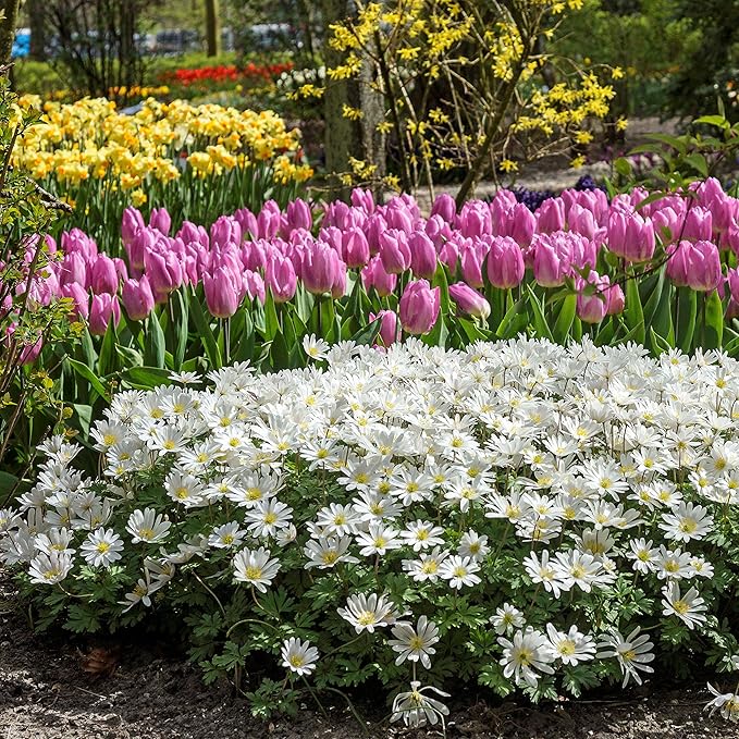 Easy to Grow Anemone Blanda 'White' Plant Bulbs (20 Pack) - White Flowering Blooms in Spring or Fall Gardens